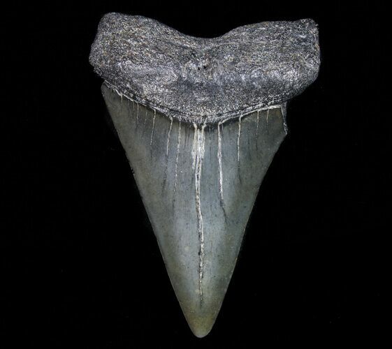 Fossil Mako Shark Tooth - Georgia #75051